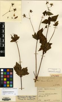 Type specimen at Edinburgh (E). Faurie, Urbain: 581. Barcode: E00216890.