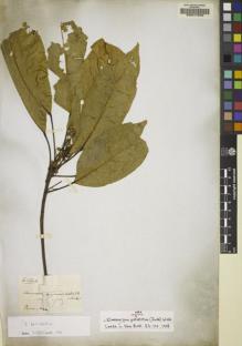 Type specimen at Edinburgh (E). Wallich, Nathaniel: 2673. Barcode: E00217040.