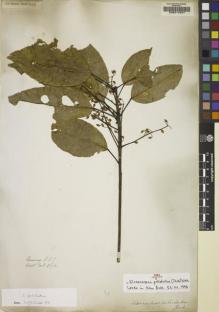 Type specimen at Edinburgh (E). Wallich, Nathaniel: 2673. Barcode: E00217041.