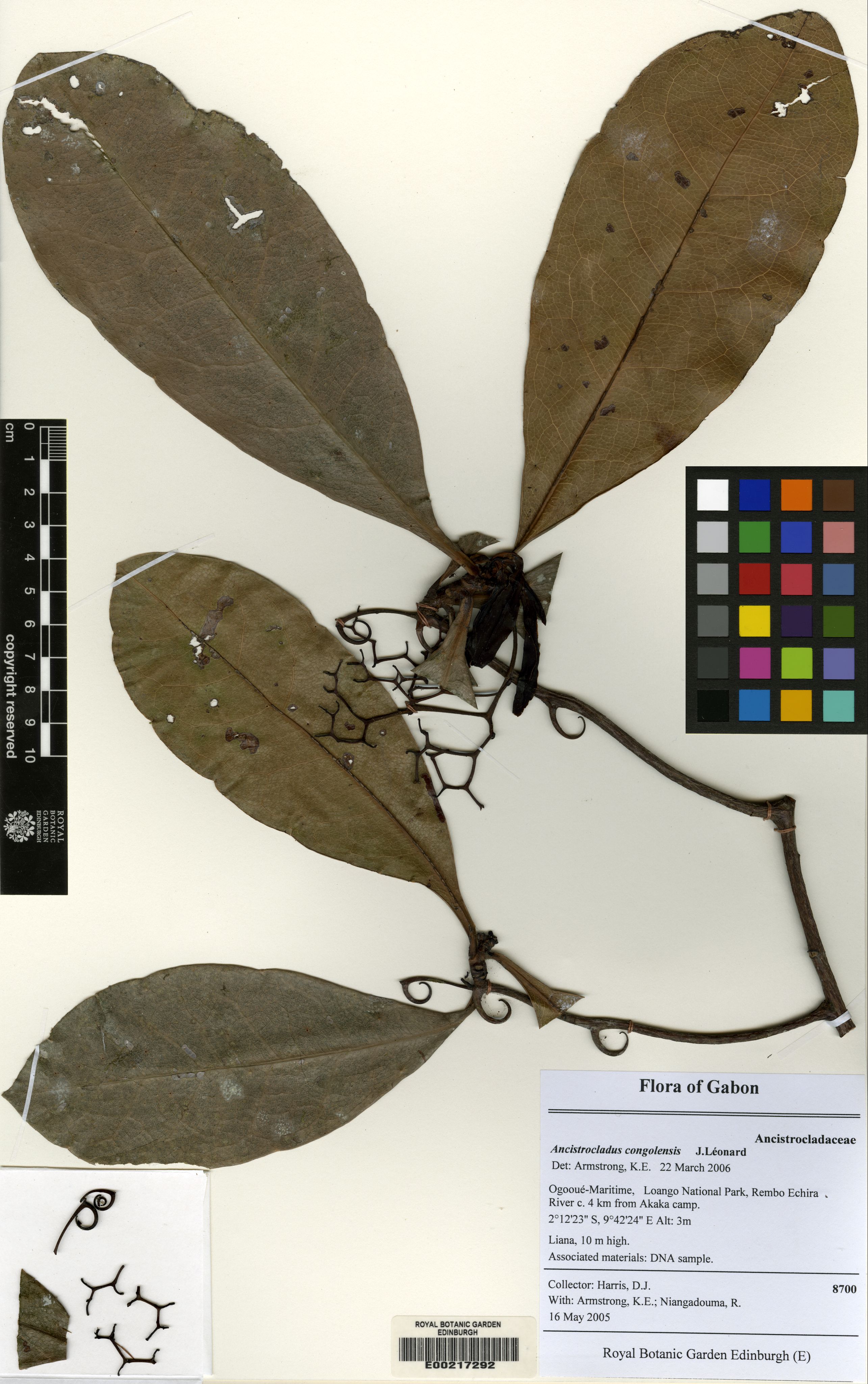 Ancistrocladus congolensis photograph 2