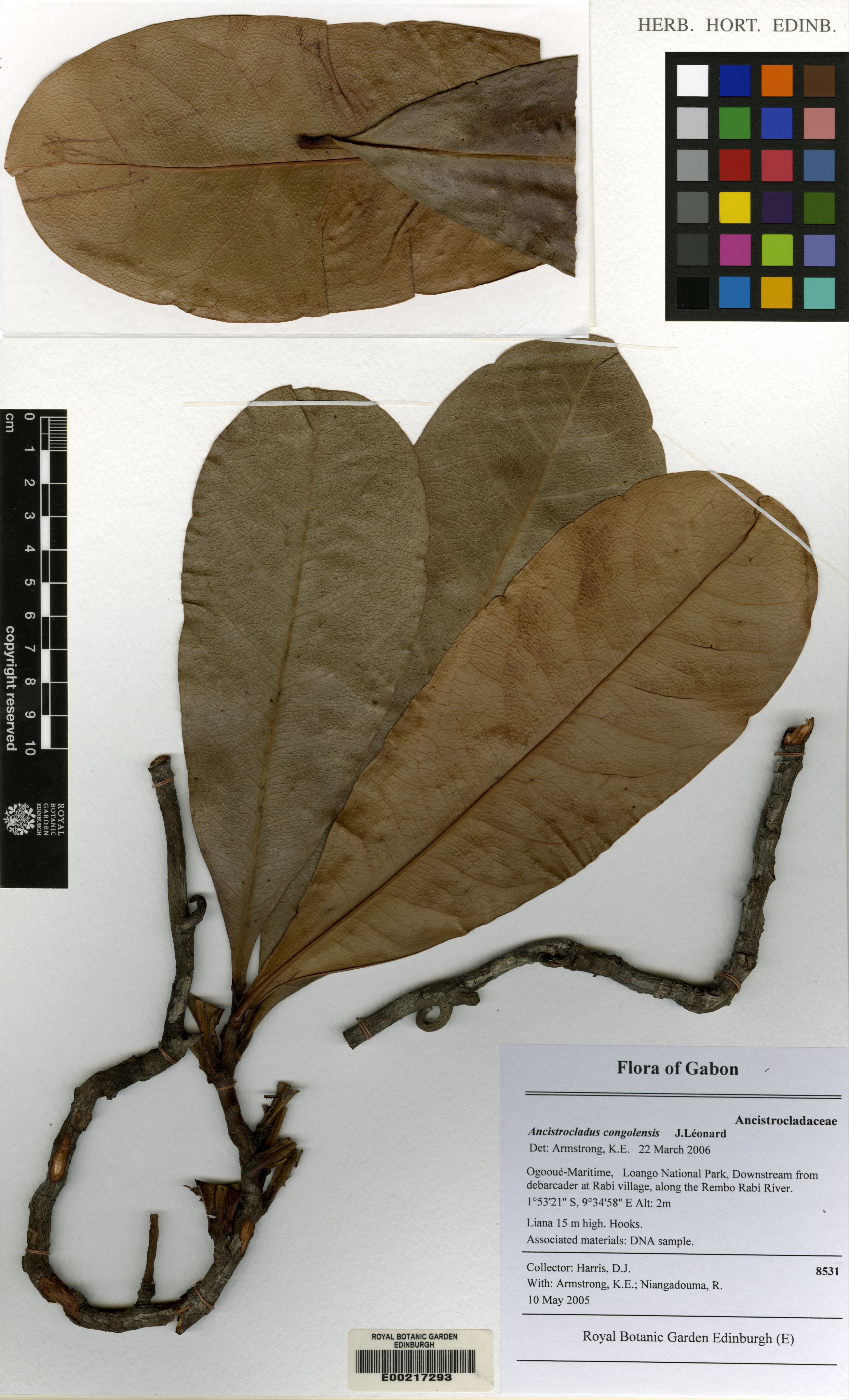 Ancistrocladus congolensis photograph 3