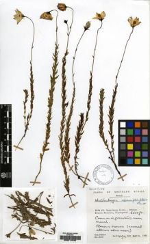 Type specimen at Edinburgh (E). Hilliard, Olive; Burtt, Brian: 14094. Barcode: E00217634.