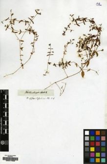 Type specimen at Edinburgh (E). Ecklon, Christian; Zeyher, Carl: 4008. Barcode: E00217636.