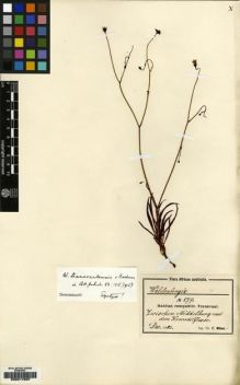 Type specimen at Edinburgh (E). Wilms, Friedrich: 879. Barcode: E00217637.