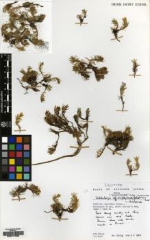Type specimen at Edinburgh (E). Hilliard, Olive; Burtt, Brian: 17539. Barcode: E00217638.
