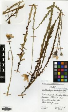 Type specimen at Edinburgh (E). Hilliard, Olive; Burtt, Brian: 8736. Barcode: E00217643.