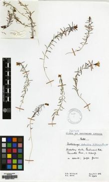 Type specimen at Edinburgh (E). Hilliard, Olive; Burtt, Brian: 8908. Barcode: E00217644.