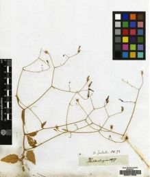Type specimen at Edinburgh (E). Ecklon, Christian; Zeyher, Carl: 3077. Barcode: E00217646.