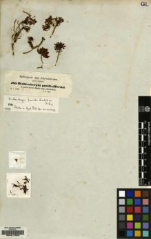 Type specimen at Edinburgh (E). Schimper, Georg: . Barcode: E00217652.