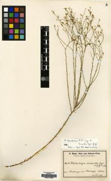 Type specimen at Edinburgh (E). Baum, Hugo: 421. Barcode: E00217657.