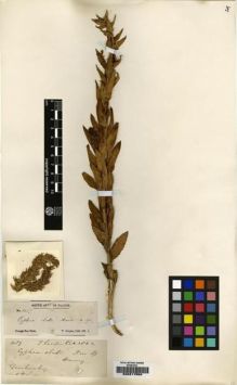 Type specimen at Edinburgh (E). Cooper, T.: 1087. Barcode: E00217659.