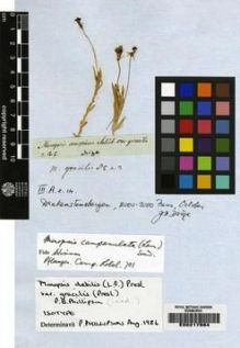 Type specimen at Edinburgh (E). Drège, Jean: . Barcode: E00217664.