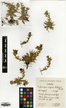 Type specimen at Edinburgh (E). Hilliard, Olive; Burtt, Brian: 5835. Barcode: E00217667.