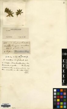 Type specimen at Edinburgh (E). Cooper, T.: 1085. Barcode: E00217668.