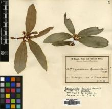 Type specimen at Edinburgh (E). Baum, Hugo: 391. Barcode: E00217677.