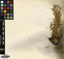 Type specimen at Edinburgh (E). Burke; Zeyher: 616. Barcode: E00217680.