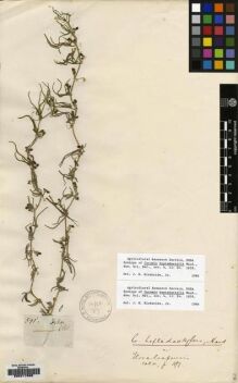 Type specimen at Edinburgh (E). Zeyher, Carl: 591. Barcode: E00217698.