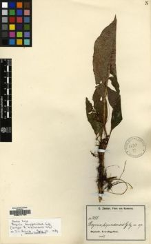 Type specimen at Edinburgh (E). Zenker, Georg: 3098. Barcode: E00217704.