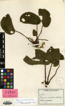 Type specimen at Edinburgh (E). Zenker, Georg: 3141. Barcode: E00217705.