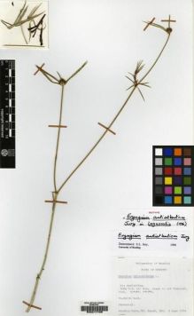 Type specimen at Edinburgh (E). Reading University / British Museum Expedition (1974): 320. Barcode: E00217709.