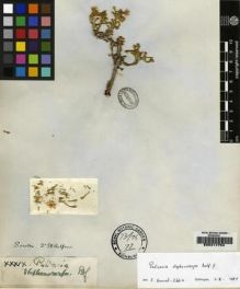 Type specimen at Edinburgh (E). Balfour, Isaac: 39. Barcode: E00217754.