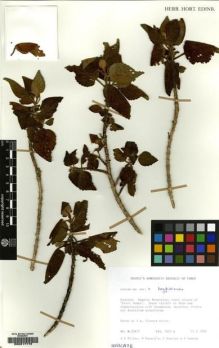 Type specimen at Edinburgh (E). Miller, Anthony ; Bazara'a, M; Guarino, L.; Kassim, N: 10417. Barcode: E00217772.