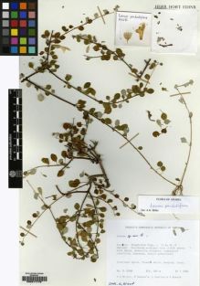 Type specimen at Edinburgh (E). Miller, Anthony ; Bazara'a, M; Guarino, L.; Kassim, N: M.10088. Barcode: E00217778.