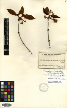 Type specimen at Edinburgh (E). Baum, Hugo: 127. Barcode: E00217789.