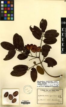 Type specimen at Edinburgh (E). Baum, Hugo: 722. Barcode: E00217791.