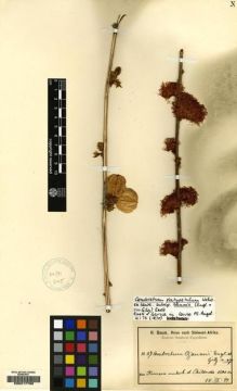 Type specimen at Edinburgh (E). Baum, Hugo: 217. Barcode: E00217792.