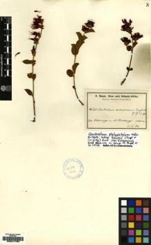 Type specimen at Edinburgh (E). Baum, Hugo: 232. Barcode: E00217793.