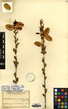 Type specimen at Edinburgh (E). Baum, Hugo: 232. Barcode: E00217794.