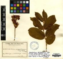 Type specimen at Edinburgh (E). Baum, Hugo: 232A. Barcode: E00217795.