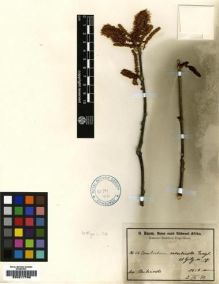 Type specimen at Edinburgh (E). Baum, Hugo: 56. Barcode: E00217796.