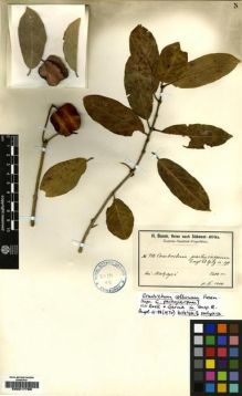 Type specimen at Edinburgh (E). Baum, Hugo: 983. Barcode: E00217799.