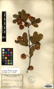 Type specimen at Edinburgh (E). Baum, Hugo: 982. Barcode: E00217803.