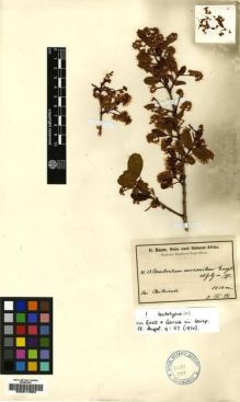 Type specimen at Edinburgh (E). Baum, Hugo: 53. Barcode: E00217804.