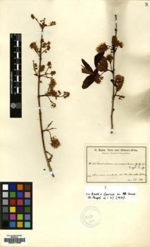 Type specimen at Edinburgh (E). Baum, Hugo: 113. Barcode: E00217805.
