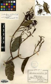 Type specimen at Edinburgh (E). Zenker, Georg; Staudt, Alios: 3261. Barcode: E00217806.