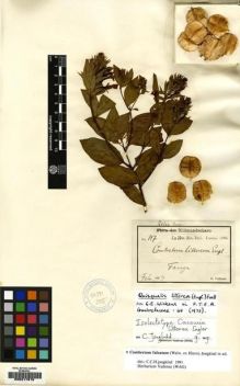 Type specimen at Edinburgh (E). Volkens, George: 147. Barcode: E00217810.