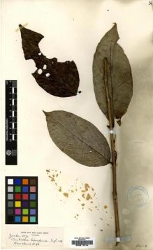 Type specimen at Edinburgh (E). Zenker, Georg: 1071. Barcode: E00217814.