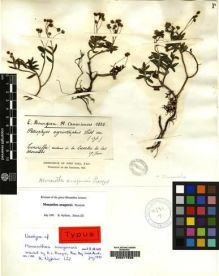 Type specimen at Edinburgh (E). Bourgeau, Eugène: . Barcode: E00217838.
