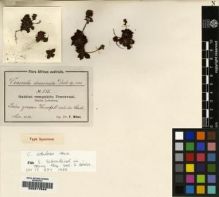 Type specimen at Edinburgh (E). Wilms, Friedrich: 515. Barcode: E00217848.