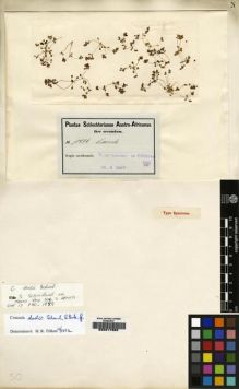 Type specimen at Edinburgh (E). Schlechter, Friedrich: 10994. Barcode: E00217862.