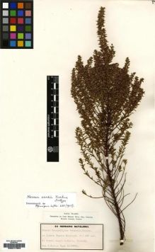 Type specimen at Edinburgh (E). Wylie, J.: 5689A. Barcode: E00217864.