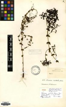 Type specimen at Edinburgh (E). Buchanan, John: 423. Barcode: E00217866.