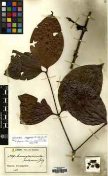 Type specimen at Edinburgh (E). Zenker, Georg: 4491. Barcode: E00217869.
