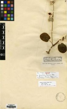 Type specimen at Edinburgh (E). Baron, Richard: 4932. Barcode: E00217876.
