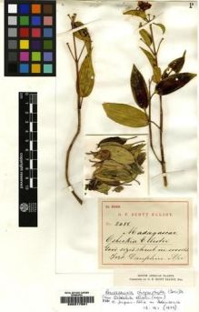 Type specimen at Edinburgh (E). Scott-Elliot, George: 2488. Barcode: E00217881.