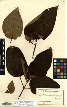 Type specimen at Edinburgh (E). Zenker, Georg: 904. Barcode: E00217883.